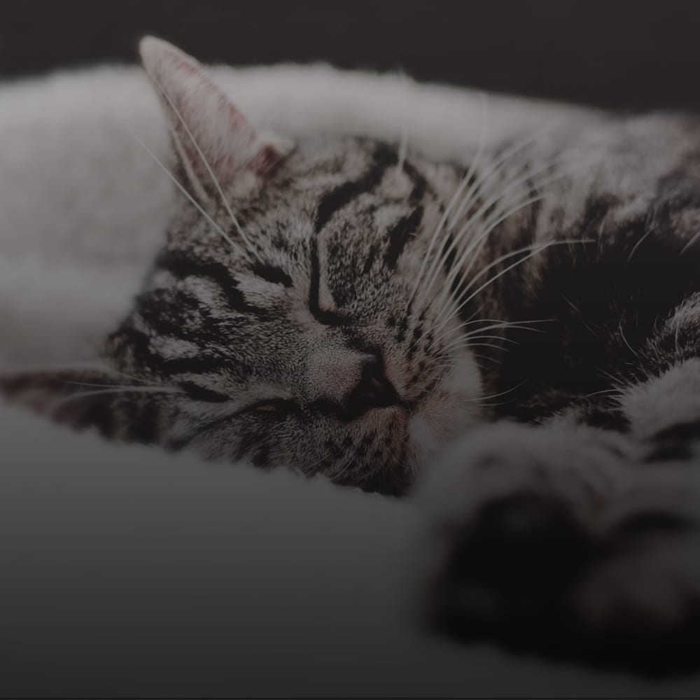 Beratung, Arzt-& Apothekenservice, private Trainer & Therapeuten