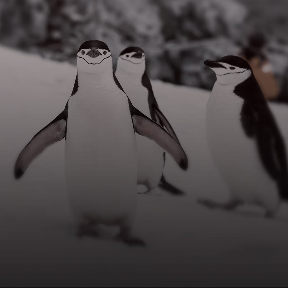 Beratung, Empfehlungen, Gesellschaft, Networking…